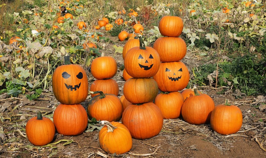 Spina Farms Pumpkin Patch in Morgan Hill, California, featuring pumpkins and fall attractions.
